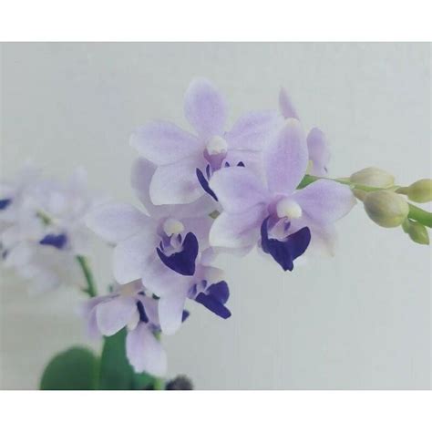 藍紫色蝴蝶蘭 銀杏樹種植